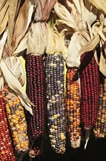 Images Dated 31st October 2008: Indian ornamental corn, The Hamptons, Long Island, New York State, United States of America