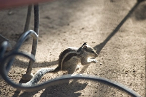 Images Dated 17th October 2009: Indian palm squirrel (Funambulus palmarum), Rajasthan, India, Asia
