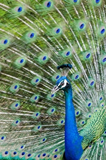 North Shore Prints: Indian peacock (Pavo cristatus), Waimea Valley Audubon Park, North Shore, Oahu, Hawaii