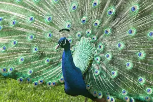 Plumage Prints: Indian peafowl or blue peafowl (Pavo cristatus)