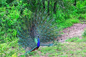 Rituals Prints: Indian Peafowl displaying feathers during a parade in Sri Lanka wildlife
