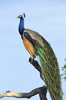 Indian Peafowl (pavo cristatus), Yala National Park, Sri Lanka, Asia