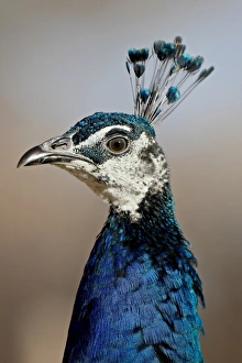 Images Dated 18th December 2009: Indian peafowl (Pavo cristatus) cock, Rio Grande Zoo, Albuquerque Biological Park