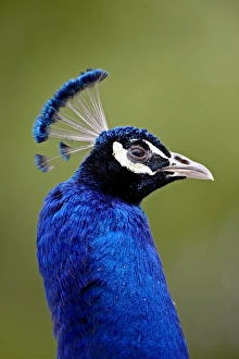 Images Dated 17th April 2009: Indian peafowl (Pavo cristatus) cock in captivity, Rio Grande Zoo, Albuquerque Biological Park