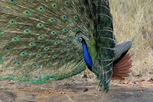 Courtship Prints: Indian Peafowl (Pavo cristatus) displaying