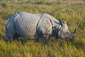 Images Dated 7th January 2008: Indian Rhinoceros (Rhinoceros unicornis), Kaziranga National Park, UNESCO World Heritage Site