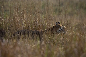 Tiger Prints: Indian tiger