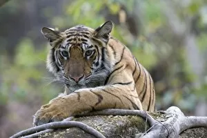 Images Dated 28th January 2000: Indian Tiger (Bengal tiger) (Panthera tigris tigris)