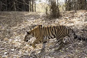 Indian tiger, (Bengal tiger) (Panthera tigris tigris), Bandhavgarh National Park, Madhya Pradesh state, India, Asia