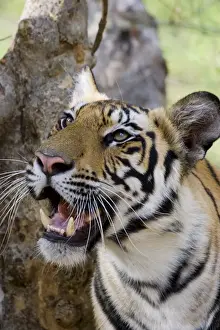 Indian tiger (Bengal tiger) (Panthera tigris tigris)