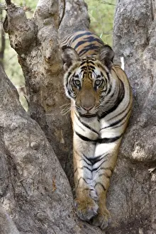 Indian tiger (Bengal tiger) (Panthera tigris tigris)