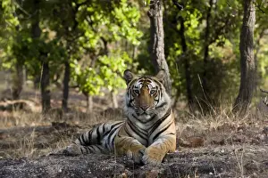 Indian Tiger (Bengal tiger) (Panthera tigris tigris)