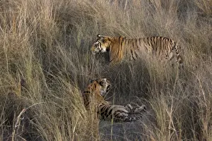 Indian Tiger (Bengal tiger) (Panthera tigris tigris) yawning