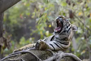Indian Tiger (Bengal tiger) (Panthera tigris tigris) yawning