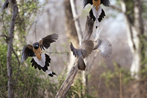 Small Group Of Animals Prints: Indian tree-pie, Ranthambhore National Park, Rajasthan, India, Asia