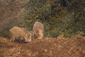 Wild Boar Prints: Indian Wild Boar (Sus scrofa cristatus), Ranthambore National Park, Rajasthan, India, Asia