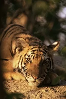 Endangered Species Gallery: Indo Chinese tiger cub