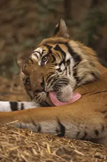 Tiger Prints: Indo Chinese tiger (Panthera tigris corbetti) washing