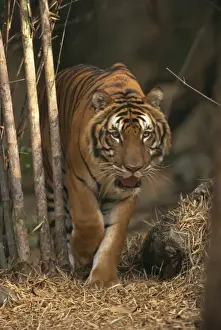 Tiger Prints: Indo Chinese tiger walking in Khao Pardap Chan bamboo groves