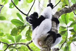 Climbing Prints: Indri (Babakoto) (Indri Indri)