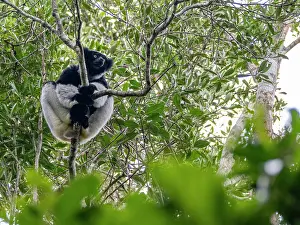 Eating Prints: Indri indri feeds on leaves in a tree in Madagascar during the day