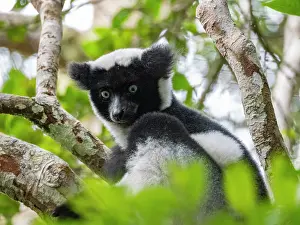 Mammals Prints: Indri indri pair resting in a tree during the day in Madagascar
