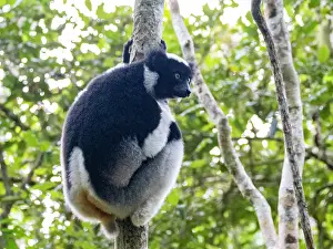 Adults Prints: Indri indri resting together in a tree in Andasibe, Madagascar during the daylight hours