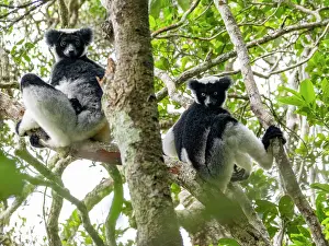 Endangered Prints: Indri indri resting in trees during daytime in Madagascar rainforest near Andasibe