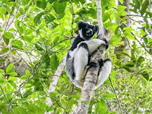 Indigenous Prints: Indri indri rests on a tree branch in Madagascar surrounded by leafy greenery