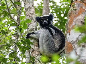Branch Prints: Indri resting on a tree branch during rain in Madagascar rainforest