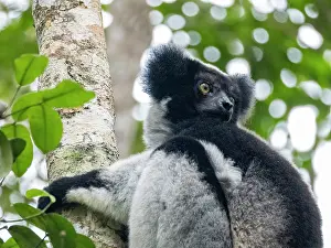 Limbs Prints: Indri resting in a tree in Madagascar during daylight hours