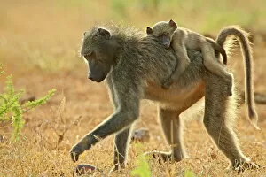Images Dated 14th March 2007: Infant Chacma baboon (Papio ursinus) riding on its mothers back, Imfolozi Game Reserve