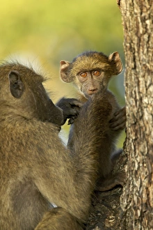 Chacma Prints: Infant chacma baboon (Papio ursinus) being groomed, Kruger National Park