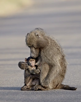 Nursing Prints: Infant Chacma baboon (Papio ursinus) nursing, Kruger National Park, South Africa, Africa