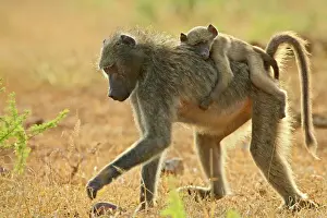 Walk Prints: Infant Chacma baboon (Papio ursinus) riding on its mothers back, Imfolozi Game Reserve