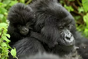 Togetherness Gallery: Infant mountain gorilla