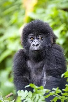 Portraiture Collection: Infant mountain gorilla (Gorilla gorilla beringei)