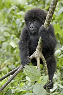 Rwanda Prints: Infant mountain gorilla (Gorilla gorilla beringei) from the Kwitonda group climbing a vine