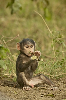 Baboon Prints: Infant olive baboon (Papio cynocephalus anubis)