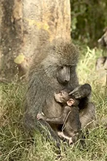 Images Dated 12th October 2006: Infant olive baboon (Papio cynocephalus anubis) nursing, Lake Nakuru National Park