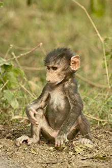 Images Dated 12th October 2006: Infant olive baboon (Papio cynocephalus anubis), Lake Nakuru National Park