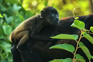 Rica Prints: Infant riding on the back of a female mantled howler monkey (Alouatta palliata) in Pacific coast forest