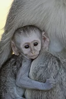 Images Dated 14th November 2007: Infant Vervet Monkey (Chlorocebus aethiops), Kruger National Park, South Africa, Africa