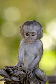 Images Dated 14th November 2007: Infant Vervet Monkey (Chlorocebus aethiops), Kruger National Park, South Africa, Africa