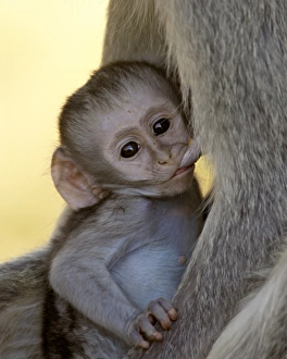 Images Dated 14th November 2007: Infant Vervet Monkey (Chlorocebus aethiops) nursing, Kruger National Park