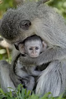 Togetherness Gallery: Infant Vervet Monkey (Chlorocebus aethiops), Kruger National Park, South Africa, Africa