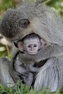 Images Dated 14th November 2007: Infant Vervet Monkey (Chlorocebus aethiops), Kruger National Park, South Africa, Africa