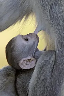 Infant Vervet Monkey (Chlorocebus aethiops) nursing, Kruger National Park