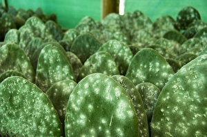 Beetle Prints: Infested pads of cactus used to raise the Cochineal