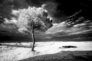 Pienza Prints: Infra red image of a tree against dark evening sky, near Pienza, Tuscany, Italy, Europe